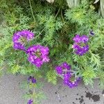 Verbena tenera ശീലം