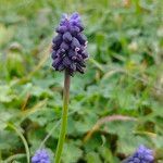 Muscari neglectum Blüte