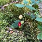 Rubus ursinus Fruit