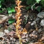 Orobanche flava Flower
