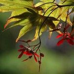 Acer palmatum Fruit