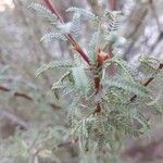 Prosopis glandulosa Frunză