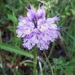 Neotinea tridentata Flower