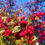 Crataegus persimilis Фрукт