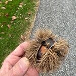 Castanea mollissima Fruit