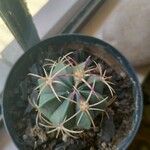 Ferocactus macrodiscus Leaf