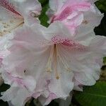Rhododendron vernicosum Flor