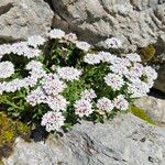 Iberis carnosa Flor
