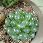 Haworthia cooperiЛіст