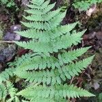 Dryopteris carthusiana برگ