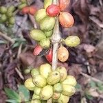 Coffea canephora Froito