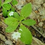 Lysimachia europaea Frunză