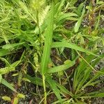 Echinochloa crus-galli Leaf