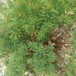 Euphorbia dendroides Leaf