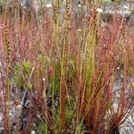 Drosera filiformis Συνήθη χαρακτηριστικά