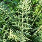 Cynara humilis Hoja