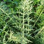 Cynara humilis Blad