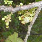 Curatella americana Fruit