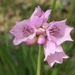 Allium narcissiflorum Blüte