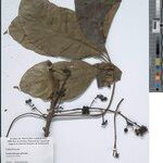 Leeuwenbergia africana Otro