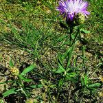 Centaurea aspera Blatt