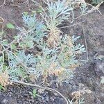 Artemisia thusculaLeaf