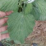 Heliotropium indicum Leaf