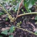 Toxicodendron pubescens 果實