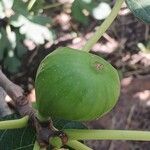 Ficus carica Fruit