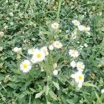 Erigeron strigosus Kvet