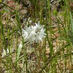 Achyrachaena mollis Агульны выгляд