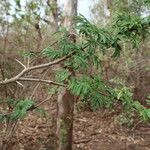 Vachellia sieberiana Arall