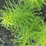 Lilium pyrenaicum Leaf