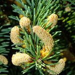 Picea abies Flor