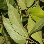 Dalechampia websteri Hoja