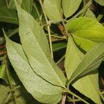 Dalechampia websteri Leaf