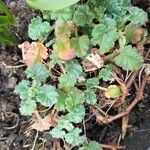 Erodium corsicum Çiçek