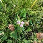 Gentianella campestris Квітка