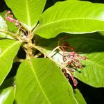 Parathesis glabra Flower