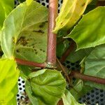 Begonia convolvulacea অভ্যাস