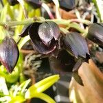 Mormodes sinuata Flor