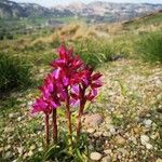 Anacamptis papilionacea 花