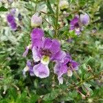 Angelonia biflora Květ