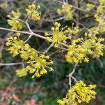 Cornus masफूल