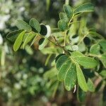 Senna pendula Feuille