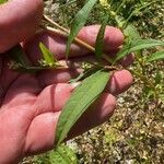 Persicaria lapathifoliaപുഷ്പം