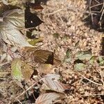 Rubus canadensisЛіст