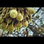 Madhuca longifolia 果實