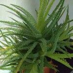 Aloe humilis List