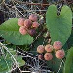 Camonea umbellata Frutto